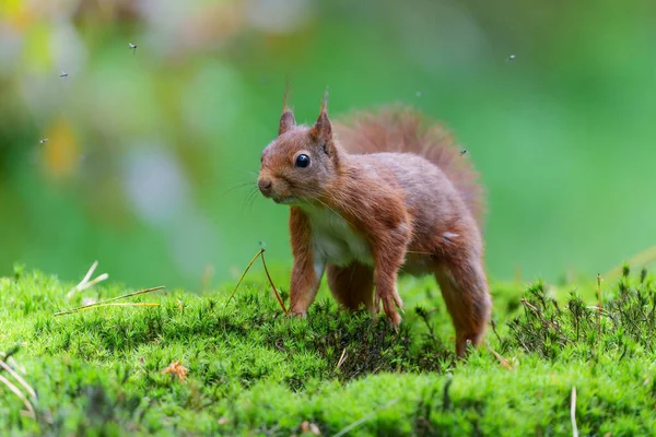 Ardilla Roja Euroasiática Sciurus Vulgaris Que Busca Comida Bosque Los — Foto de Stock