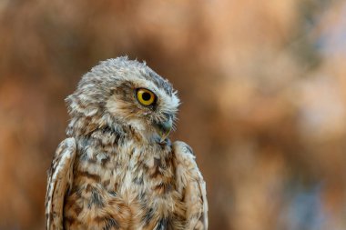 Hollanda 'da bir Kazan Baykuş Portresi (Athene cunicularia)