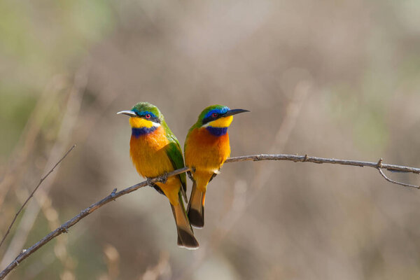 Blue-breasted bee-eater (Merops variegatus) sitting together on a branch in Lake Langano in Ethiopia