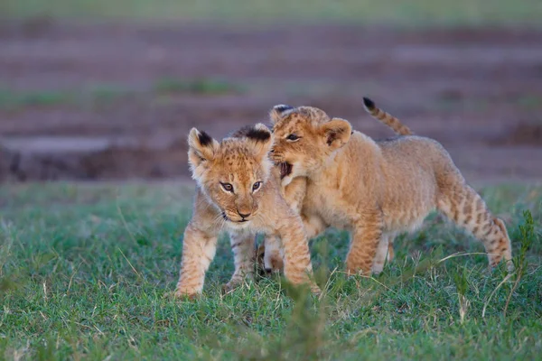 Lion Cub Running Playing Masai Mara Game Reserve Kenya — Stock Photo, Image