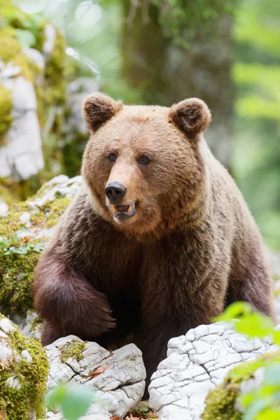 Oso Pardo Encuentro Cercano Con Oso Pardo Salvaje Comiendo Bosque — Foto de Stock