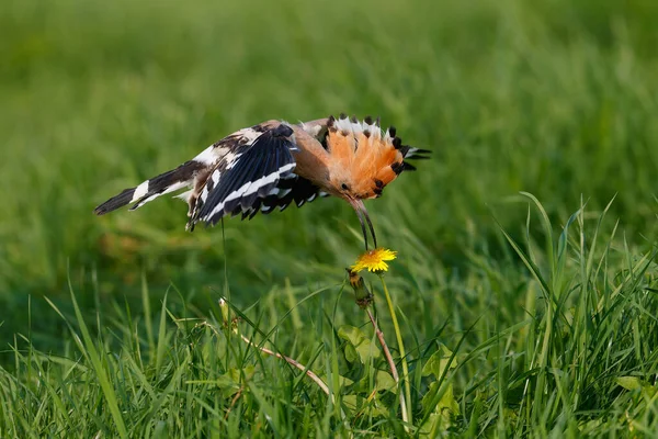 Eurasian Hoopoe Upupa Epops Flying While Searching Food Meadow Netherlands — Foto Stock