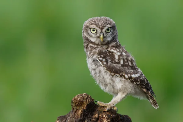 Pequena Coruja Athene Noctua Juvenil Vindo Para Fora Pouco Antes — Fotografia de Stock