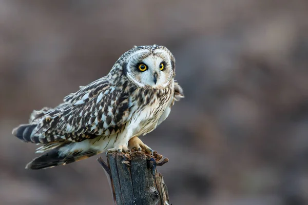 Hibou Des Marais Assis Sur Poteau Dans Les Prairies Brabant — Photo