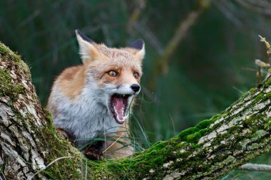 Red Fox (vulpes vulpes) searching for food in the dunes of the Amsterdam water supply area near the village of Zandvoort