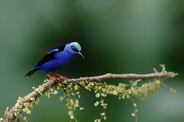 Red-legged honeycreeper, Cyanerpes cyaneus,sitting on a branch in the rainforest in Costa Rica with a dark background and copy space