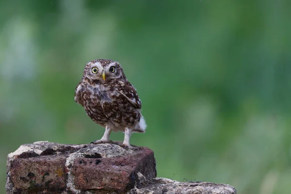 Pequeño Búho Athene Noctua Sentado Los Prados Los Países Bajos — Foto de Stock