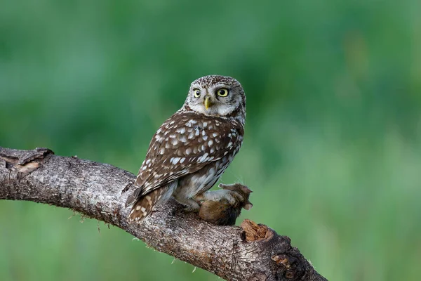 Маленька Сова Athene Noctua Сидить Луках Нідерландах Зеленим Фоном — стокове фото