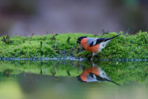 Eurasian Bullfinch Common Bullfinch Bullfinch Pyrrhula Pyrrhula Going Drink Small — Stock Photo, Image