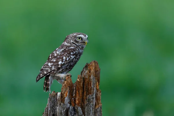 Little Owl Athene Noctua Sitting Meadows Netherlands Green Background – stockfoto