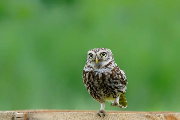 Little Owl Athene Noctua Sitting Meadows Netherlands Green Background — 图库照片