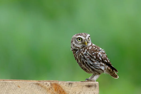 Little Owl Athene Noctua Sitting Meadows Netherlands Green Background – stockfoto