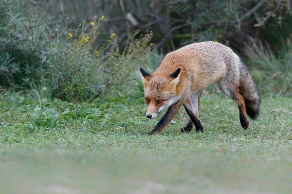 Red Fox Vulpes Vulpes Searching Food Dunes Amsterdam Water Supply — Photo
