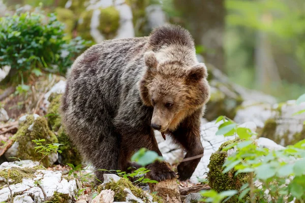 Urso Pardo Encontro Próximo Com Urso Pardo Selvagem Que Come — Fotografia de Stock