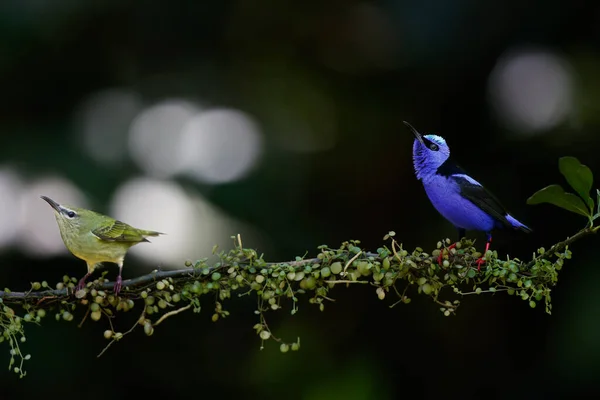 Vörös Lábú Mézelő Cyanerpes Cyaneus Egy Ágon Esőerdőben Costa Rica — Stock Fotó