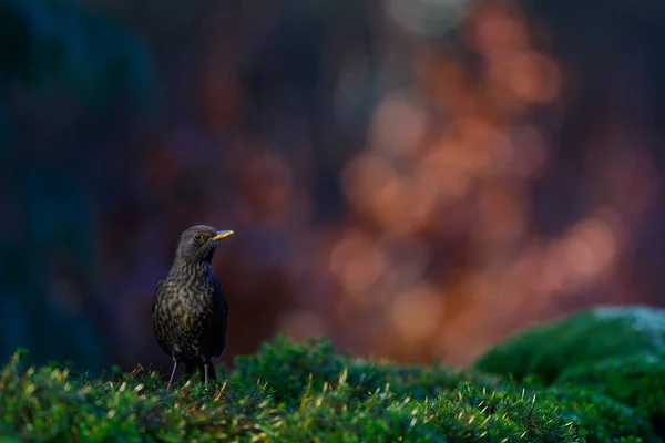 Common Blackbird Turdus Merula Searching Food Forest Netherlands Colorful Leaves — Stockfoto