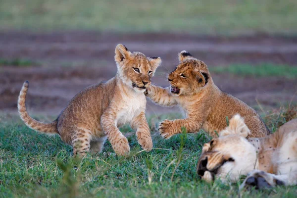 Lion Cubs Running Playing Masai Mara Game Reserve Kenya — стокове фото