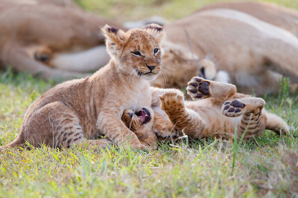 Lion cubs running and playing in the Masai Mara Game Reserve in Kenya