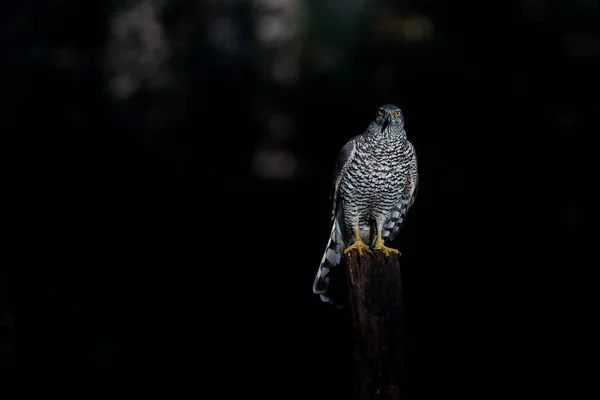 Habicht Accipiter Gentilis Auf Nahrungssuche Wald Von Noord Brabant Den — Stockfoto