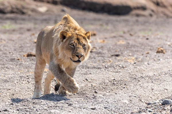 Lion Panthera Leo Male Young Male Hunting Dry Riverbed Mashatu — Fotografia de Stock