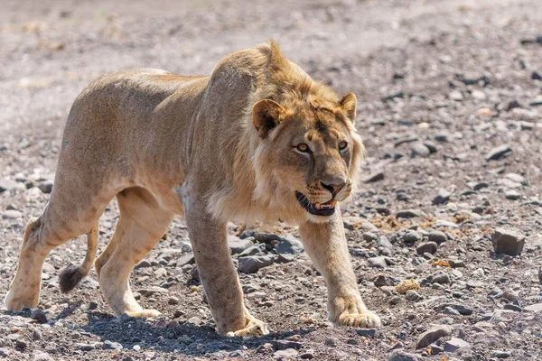 Leeuw Panthera Leo Mannetje Dit Jonge Mannetje Aan Het Jagen — Stockfoto