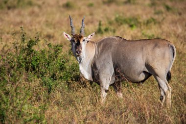 Kenya 'daki Masai Mara Ulusal Rezervi' nin savanındaki antilop (Taurotragus oryx) boğası