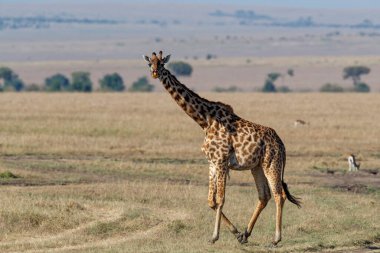 Kenya 'daki Masai Mara Ulusal Parkı ovalarında yürüyen zürafa.
