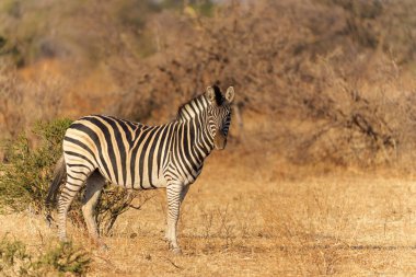 Zebra, Botswana 'daki Tuli Bloğunda Mashatu Oyun Rezervinde duruyor