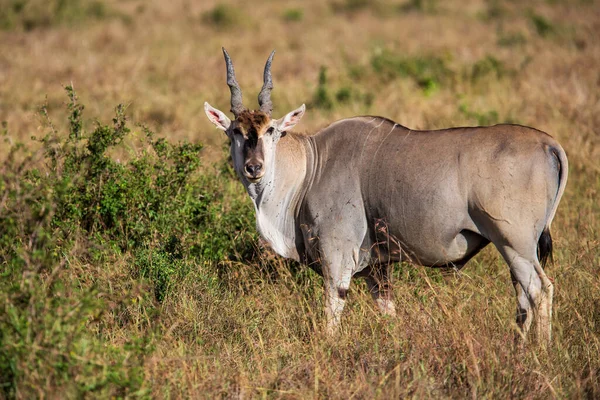 Common Eland Eland Antilope Taurotragus Oryx Bull Savannah Masai Mara — Stock Photo, Image