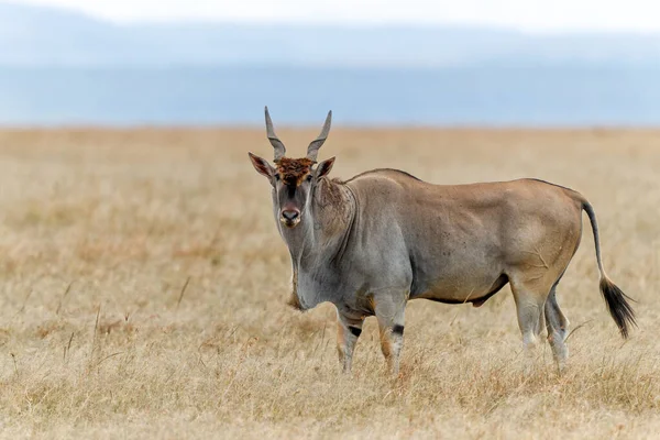 Common Eland Eland Antilope Taurotragus Oryx Bull Savannah Masai Mara — Stockfoto