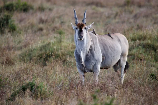 Common Eland Eland Antilope Taurotragus Oryx Bull Savannah Masai Mara — Stock Photo, Image