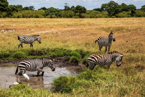 Zebra Sétál Masai Mara Nemzeti Park Síkságain Kenyában — Stock Fotó