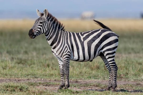 Zebra Hangt Rond Savanne Van Het Masai Mara National Reserve — Stockfoto