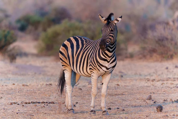 Zebra Standing Mashatu Game Reserve Tuli Block Botswana — Stok fotoğraf
