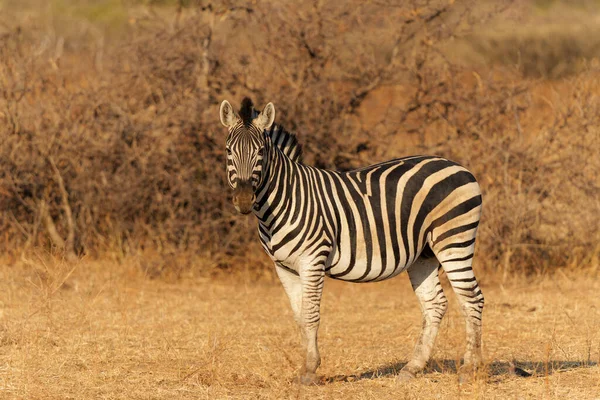 Zebra Standing Mashatu Game Reserve Tuli Block Botswana — Photo