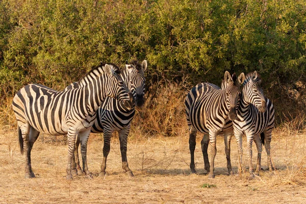 Zebra Berdiri Mashatu Game Reserve Blok Tuli Botswana — Stok Foto