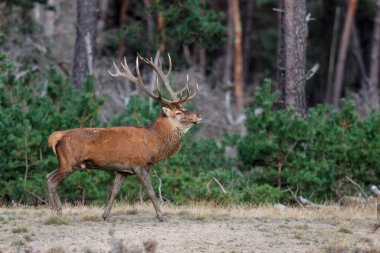 Kızıl geyik (Cervus elaphus), Hollanda 'daki Ulusal Park Hoge Veluwe ormanındaki bir çalılık arazide çiftleşme mevsiminde baskın davranışlar sergiliyor.