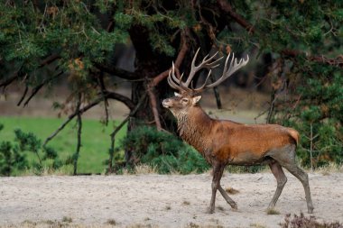 Kızıl geyik (Cervus elaphus), Hollanda 'daki Ulusal Park Hoge Veluwe ormanındaki bir çalılık arazide çiftleşme mevsiminde baskın davranışlar sergiliyor.