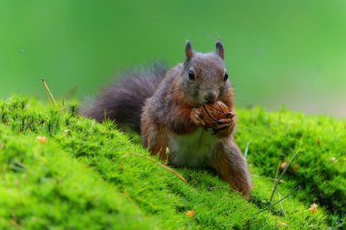 Hollanda 'daki ormanda yiyecek arayan Avrasya kızıl sincabı (Sciurus vulgaris).                               