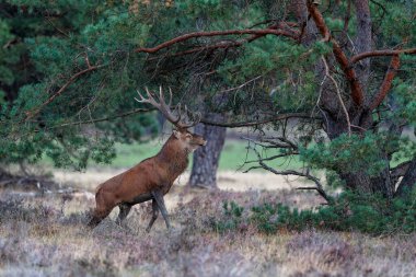 Kızıl geyik (Cervus elaphus), Hollanda 'daki Ulusal Park Hoge Veluwe ormanındaki bir çalılık arazide çiftleşme mevsiminde baskın davranışlar sergiliyor.