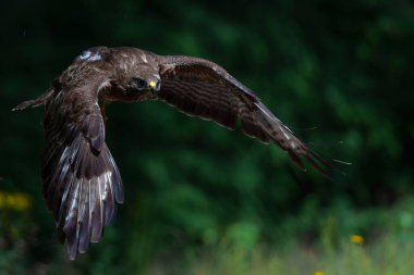 Hollanda 'nın Noord Brabant ormanında yiyecek aramak için uçan Akbaba (Buteo buteo). Yeşil orman arka planı.                               