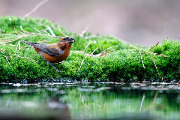 Red Crossbill Common Crossbill Loxia Curvirostra Small Passerine Bird Finch — Fotografia de Stock