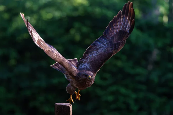 Hollanda Nın Noord Brabant Ormanında Yiyecek Aramak Için Uçan Akbaba — Stok fotoğraf