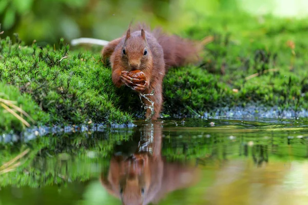 Esquilo Vermelho Eurasiano Sciurus Vulgaris Procura Comida Floresta Holanda — Fotografia de Stock