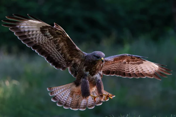 Common Buzzard Buteo Buteo Flying Forest Noord Brabant Netherlands Searching — Stock Photo, Image
