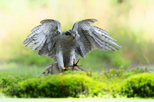 Northern Goshawk Accipiter Gentilis Flying Searching Food Forest Noord Brabant — Foto de Stock