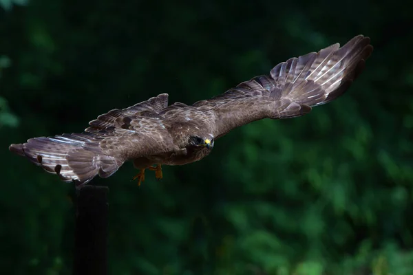 Common Buzzard Buteo Buteo Летающий Лесу Норд Брабант Нидерландах Поисках — стоковое фото