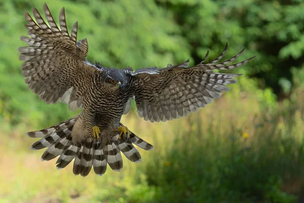 Northern Goshawk Accipiter Gentilis Flying Searching Food Forest Noord Brabant —  Fotos de Stock