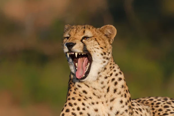 Yawning Cheetah Game Reserve Part Greater Kruger Region South Africa — Stock Photo, Image