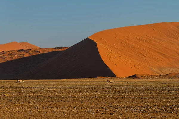 Oryx Walking Dry Riverbed Red Sand Dunes Sossusvlei Namib Nauklft — Stok Foto